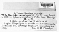 Dialonectria episphaeria image